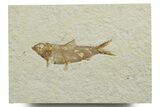 Detailed Fossil Fish (Knightia) - Wyoming #349574-1
